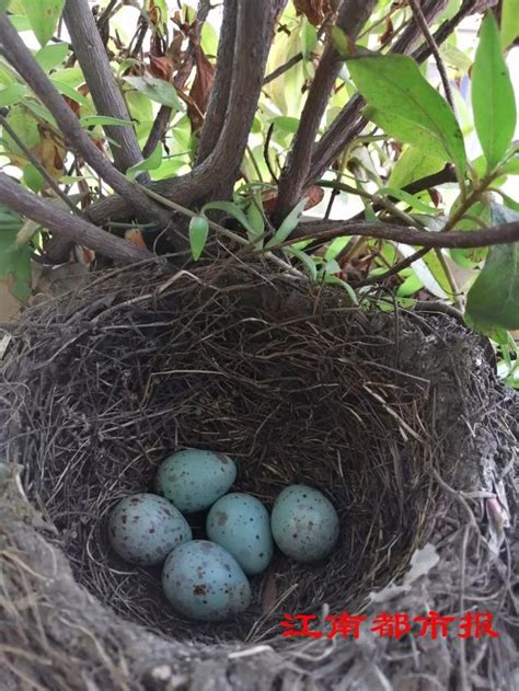 陽台有鳥築巢|【鳥在陽台築巢怎麼辦】鳥兒築巢霸佔陽台？不用傷牠們就能輕鬆。